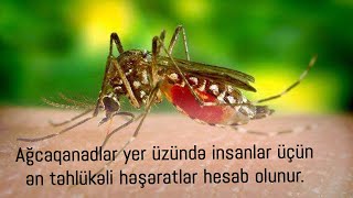 Ağcaqanadlar yer üzündə insanlar üçün ən təhlükəli həşəratlar hesab olunur.