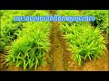 ដំណាំខ្ញី តាមបច្ចេកទេសថ្មីរបស់ជប៉ុន