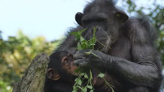 心地よい風の中のサチコ　よこはま動物園ズーラシア　チンパンジー　202409