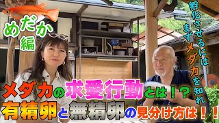 メダカの求愛行動とは！？【めだかの館に潜入！】⑨