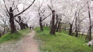 Ka-jo Castle Park Yamagata City (霞城公園の桜)