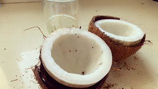 How to open the coconuts at home easily