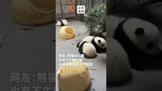 熊猫宝宝不午睡到处淘气，网友：这种是要喊家长的程度