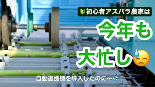 【アスパラガス農家は忙しい!?】自動選別機を導入したのになぜ？？