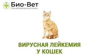 Лейкоз у Кошек 🙀: симптомы, профилактика и лечение // Сеть Ветклиник Био-Вет