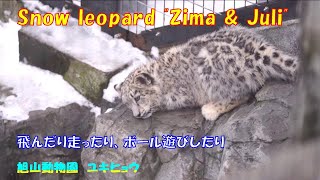 旭山動物園　ユキヒョウ（ジーマとユーリ）飛んだり走ったり、ボール遊びしたり　~ Snow leopard \