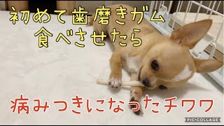 【チワワに初めてガムをあげてみた】怖がって食べなかたのに病みつきになりました！！