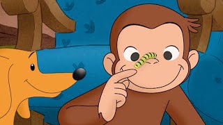 Hundleys Raupenfreund | Ganze Folge | Coco der Neugierige | Cartoons für Kinder