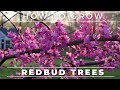 Complete Guide To The Eastern Redbud Tree