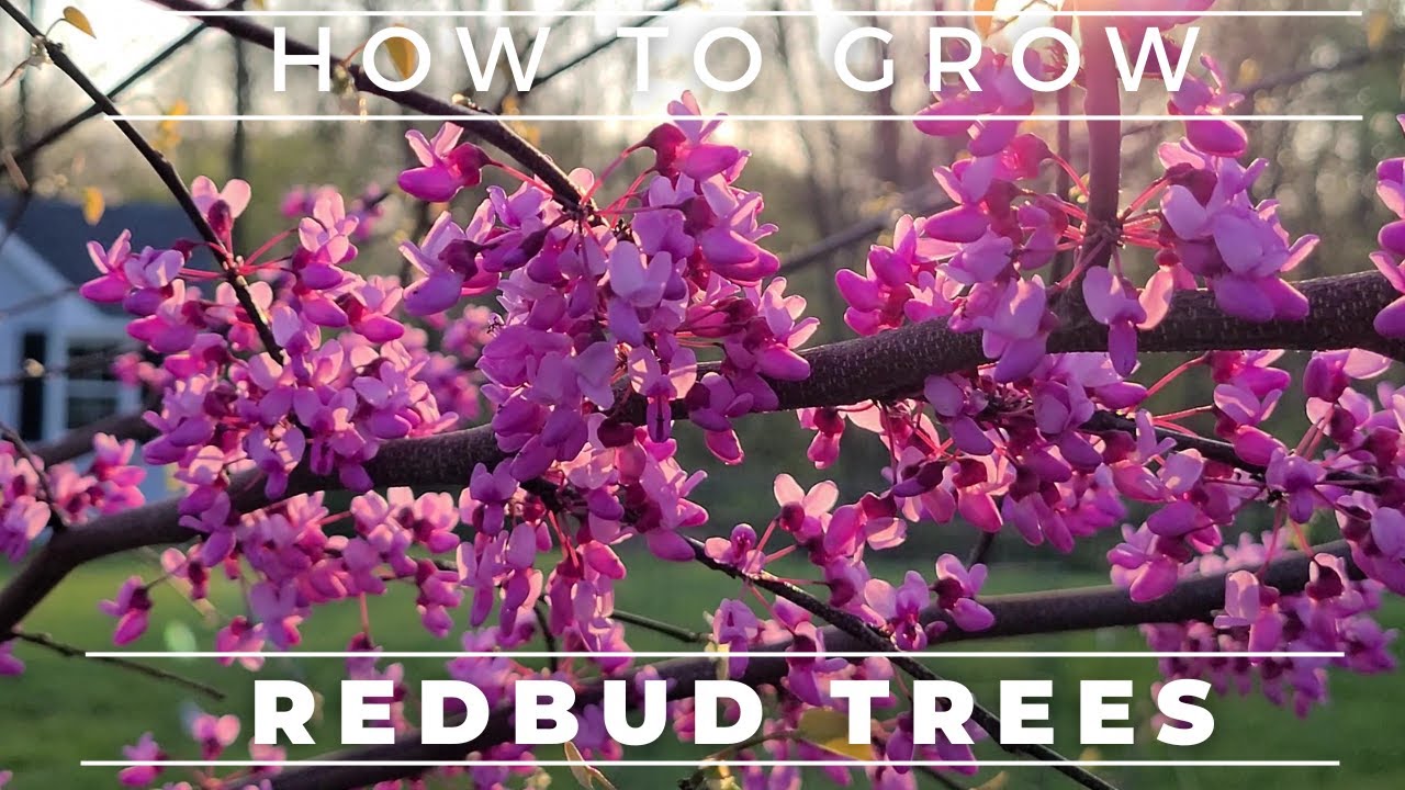 Redbud Tree Eastern Red Bud Pea Pods Tree Eat The Weeds And Other