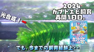 学研かぶとえび#07 カブトエビ飼育再出発！孵化率の高さを利用した実験的飼育で！