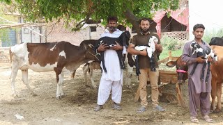 ملک نعیم سیالکوٹ 3 خوبصورت گائے 45 بکریاں دستیاب 17 جون 2025 Farming and Business Ideas