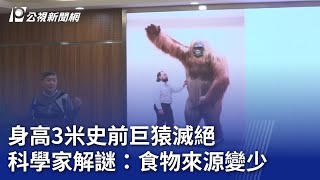 身高3米史前巨猿滅絕 科學家解謎：食物來源變少｜20240111 公視新聞全球話