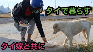 2024年12月28(土)  舞台はタイの田舎町。犬がご飯を食べてる場面が多めの日常風景です