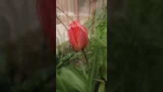 රුමේනියාවටම එන්න ඔනේ මේ මල් බලන්න🤗😲🌷|tulip flowers in romania #shortvideo #youtubeshorts #tiktok