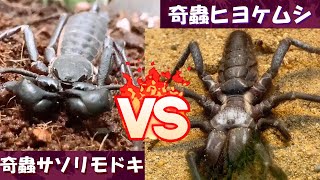 【閲覧注意】昆虫バトル！！奇蟲ヒヨケムシ vs 奇蟲サソリモドキ　負けた方が餌になるサバイバル方式の給餌…Σ(･ω･ﾉ)ﾉ！＜食物連鎖　生物観察　捕食　アマミサソリモドキ　ブラックキラー＞