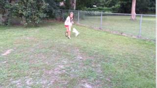 Chorkie puppy playing.