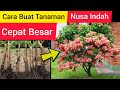 Cara Merawat Tanaman Bunga Nusa Indah/ Mussaenda Agar Tumbuh Besar Subur Rimbun Cepat Berbunga