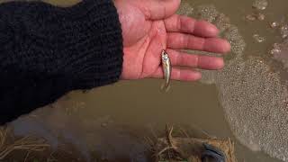 田んぼの水路で小物釣り2