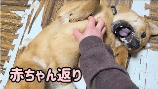 甘える犬の横で猫を構ってみたら…【赤一枚の甲斐犬と下半身不随の保護猫】