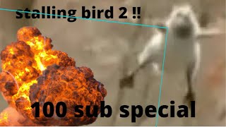 Stalling bird 2