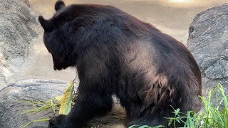 ツキノワグマのようすです。【2023年7月26日】【上野動物園】ツキノワグマ