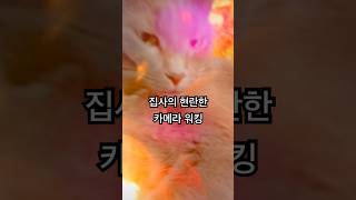 고양이와 카메라만 있으면 심심할 틈이 없지 #cat #catlover #권삐용