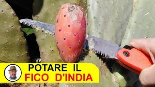 POTARE IL FICO D'INDIA