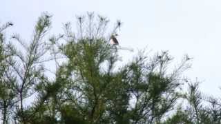 栃木県小山市の野鳥写真館　ホオジロ　SIBERIAN　MEADOW　BUNTING Emberiza　rustica