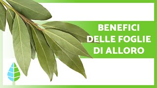 A cosa SERVONO le FOGLIE di ALLORO?🌿 (Proprietà, Benefici e Come Assumerle)