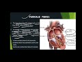 conduction system of heart anatomy u0026 physiology anatomy heart health bscnursing youtube