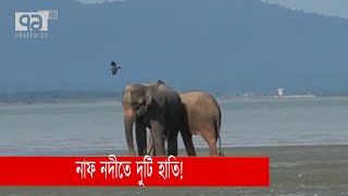 নাফ নদীতে দুটি হাতি! | News | Ekattor TV