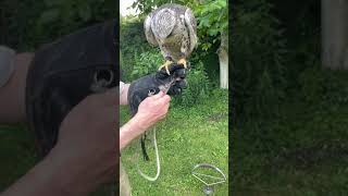 Saker falcon being prepared for a walk