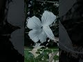 a new white flower preset contact us link in description