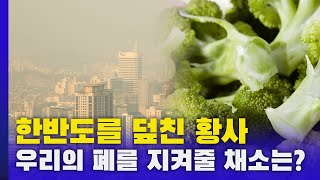 미세먼지에 좋은 채소와 그 시세는? | 가락시장 한 주의 채소동향 | 애호박 | 양상추 | 브로콜리 | 오이