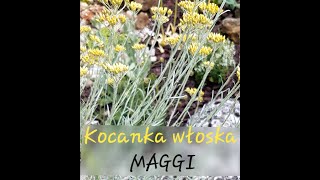 Aromatyczna Kocanka włoska  - MAGGI i słów kilka o Szałwi omszonej # Nasz Ogródek