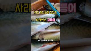 성질이 급하다해도 신경이살아있는 고등어 #fish #남해