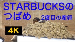 【STARBUCKSのつばめ２度目の産卵】4K動画