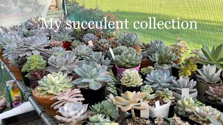 Succulent collection