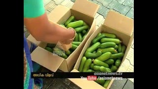 Hybrid Cucumber from Polyhouse Farming in Vellanikkara agricultural college