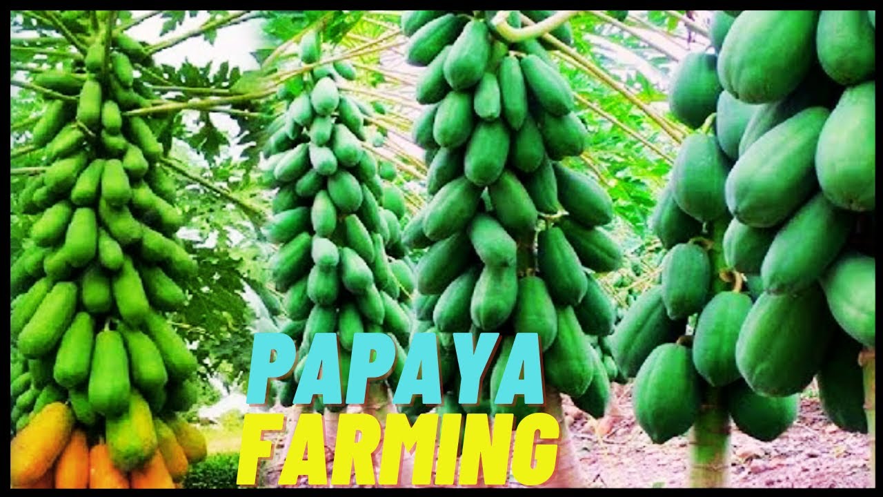 Methods Of Harvesting Papaya At Janet Olvera Blog
