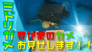 ミドリガメ（ミシシッピアカミミガメ）我が家のカメくん紹介