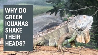 Why Do Green Iguanas Shake Their Heads? @papaatthezoo