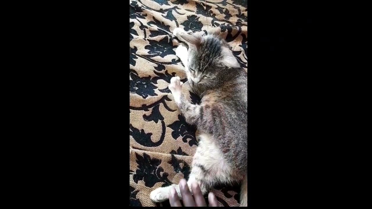 How To Pet Your Cat Catlover Catcare Jacksongalaxy Housepetscare