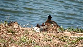 3月　　境川遊水地　鳥　　10選