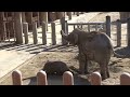 アジアゾウ赤ちゃん15★うらら★お外大好き★東山動植物園★baby elephant★