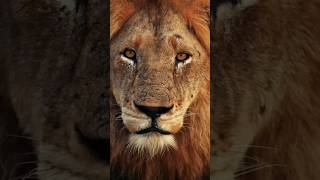 Lion King #shorts