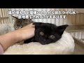 多頭飼育崩壊現場へ‥片目猫・ガリガリ猫・ももちゃんシスターズをレスキュー＆レイニー弟妹を保護【子猫ラッシュ2020秋 9】kitten rescue meet the one eyed cat