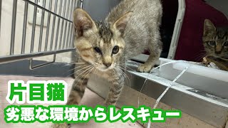 多頭飼育崩壊現場へ‥片目猫・ガリガリ猫・ももちゃんシスターズをレスキュー＆レイニー弟妹を保護【子猫ラッシュ2020秋#9】Kitten Rescue:Meet the One-Eyed Cat