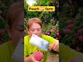 enjoy beautiful nature life shortsfeed 4k shortvideo ytshorts shorts peach farm आड़ू